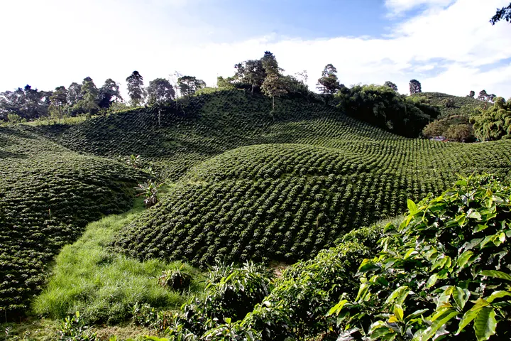 En primer plano, se ve un campo de café