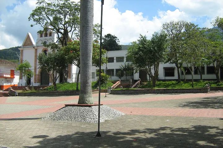 En primer plano, un palmero se eleva sobre una base de piedras