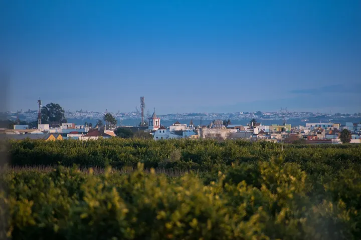 En primer plano, se ven árboles de olivo, y en el fondo, una ciudad con edificios blancos y azules