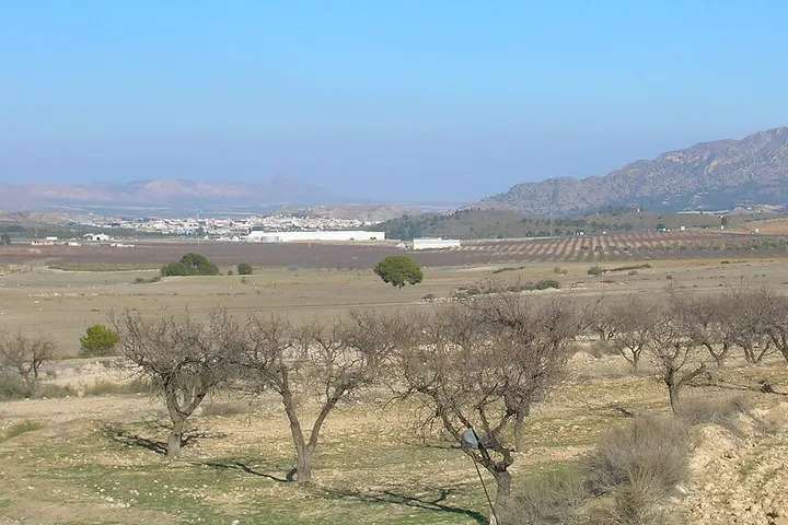 Árboles sin hojas en un campo seco frente