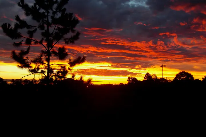 Un árbol en silueta, con un cielo de sol y nubes rojas