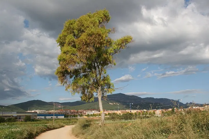 En primer plano, una árbol solitario en un campo de hierba y flores