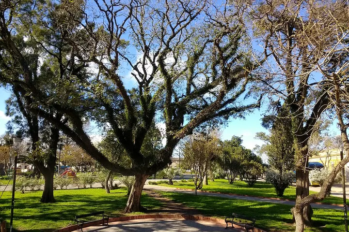 En primer plano, un árbol grande con ramas extendidas y sin hojas, rodeado de un parque con césped y bancos
