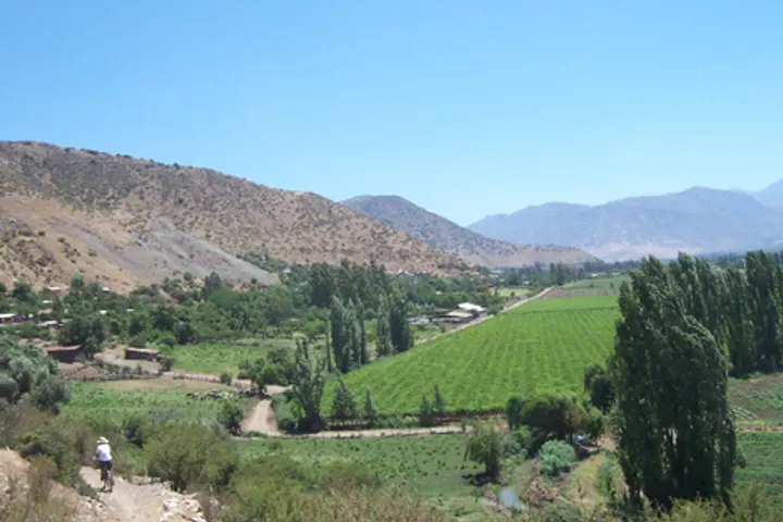 Este es un campo de cultivo de viñas en una región montañosa