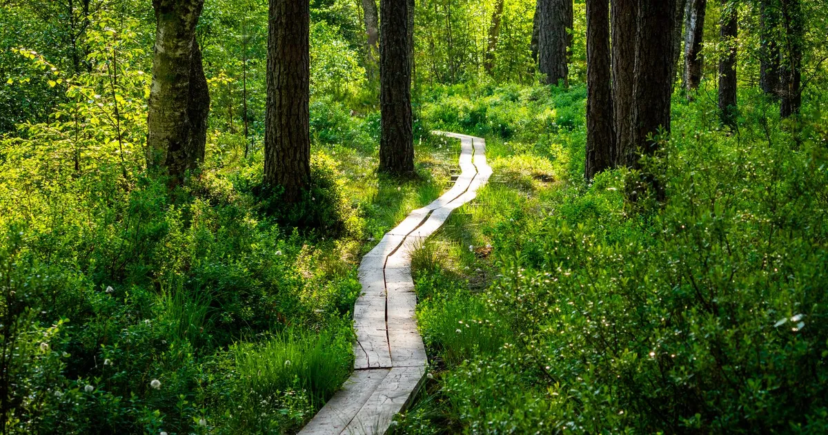 Stimmungsbild zum Thema Natur