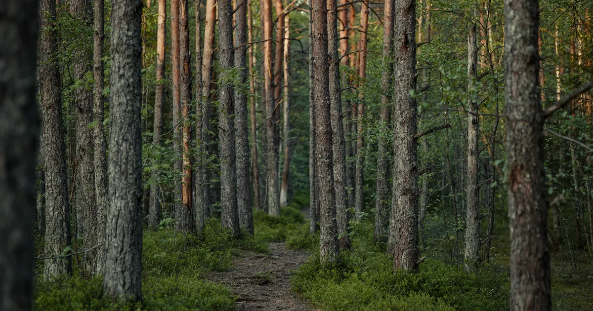 Ambiente relacionado con naturaleza y aire libre
